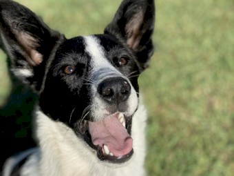 Border Collie x Heeler x Kelpie for sale