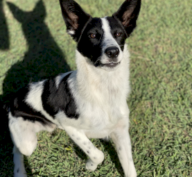 Border Collie x Heeler x Kelpie for sale