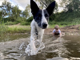 Border Collie x Heeler x Kelpie for sale
