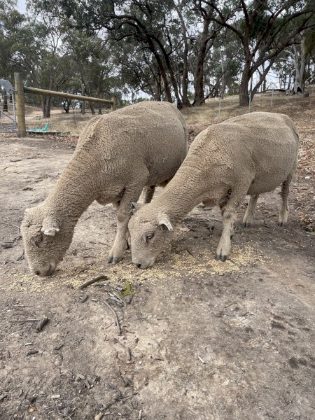 2 Chandpara Bloodlines Southdown Rams