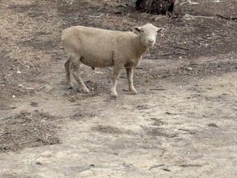 2 Chandpara Bloodlines Southdown Rams