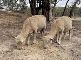 2 Chandpara Bloodlines Southdown Rams