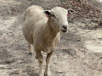 2 Chandpara Bloodlines Southdown Rams