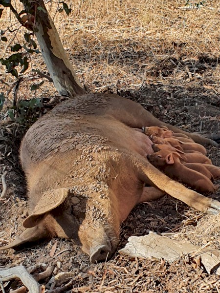 Free Range Duroc Pigs
