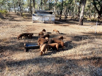 Free Range Duroc Pigs