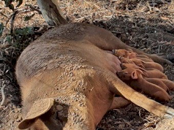 Free Range Duroc Pigs