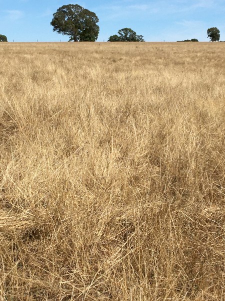 Free sheep agistment for two months