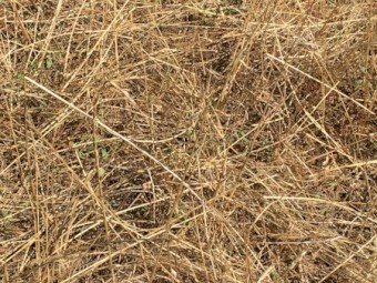 Free sheep agistment for two months