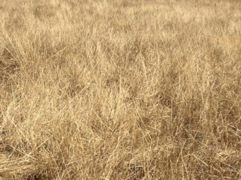 Free sheep agistment for two months