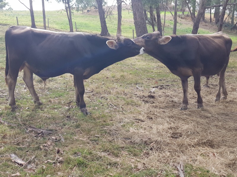 Brown Swiss Bulls