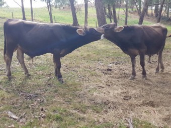 Brown Swiss Bulls