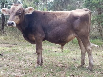 Brown Swiss Bulls
