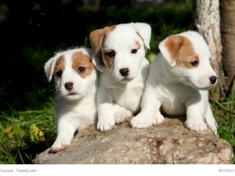 Jack Russell For sale