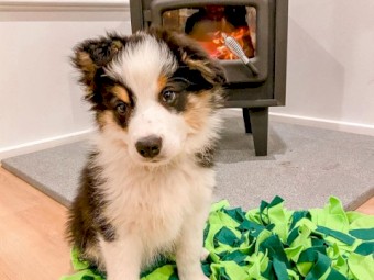 Border Collie for sale