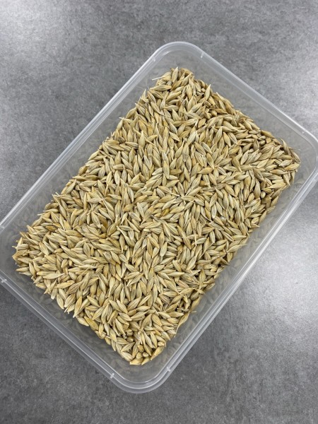 Cape Barley Seed