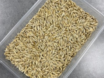 Cape Barley Seed