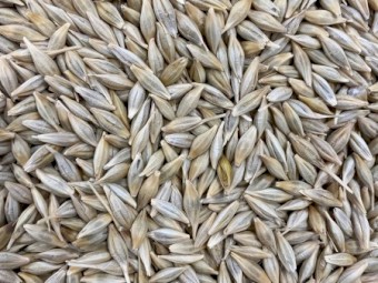 Cape Barley Seed