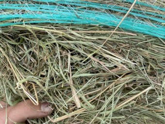 5x4 Grass Hay Bales, STATEWIDE DELIVERY INCLUDED