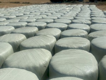 Last season barley silage bales, STATEWIDE DELIVERY
