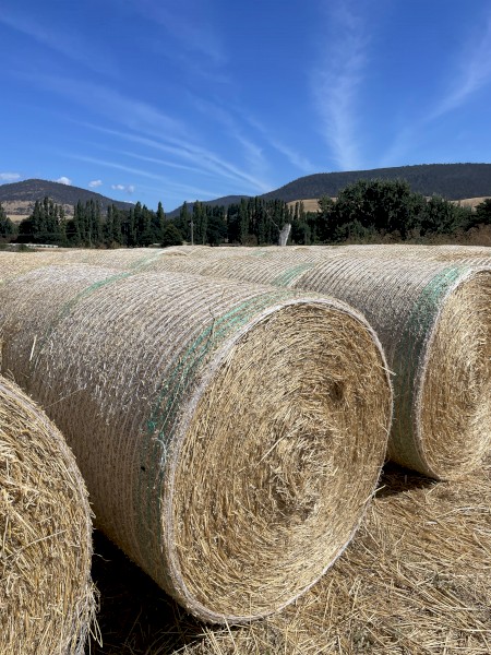 Clean 5x4 Wheat Straw, STATEWIDE DELIVERY INCLUDED