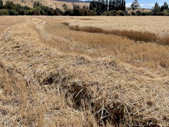 Clean 5x4 Wheat Straw, STATEWIDE DELIVERY INCLUDED