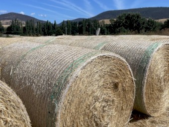 Clean 5x4 Wheat Straw, STATEWIDE DELIVERY INCLUDED