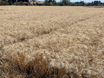 Clean 5x4 Wheat Straw, STATEWIDE DELIVERY INCLUDED