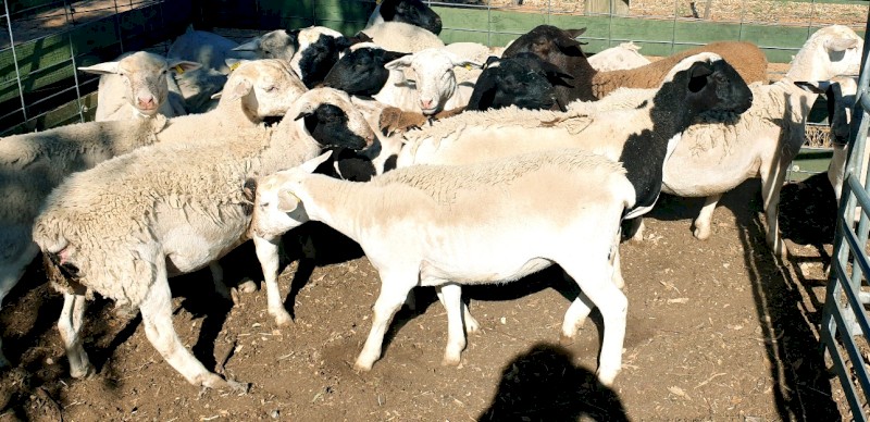 Dorper Maiden Breeding Ewes