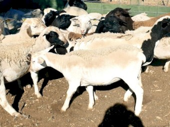 Dorper Maiden Breeding Ewes