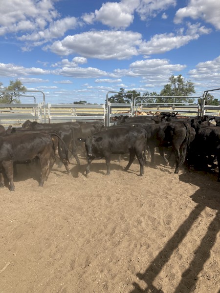 32 Angus and Angus X heifers