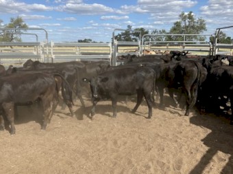 32 Angus and Angus X heifers