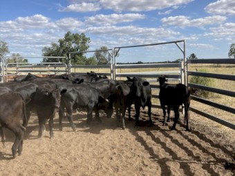 32 Angus and Angus X heifers