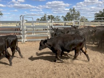 32 Angus and Angus X heifers