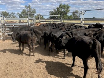 32 Angus and Angus X heifers
