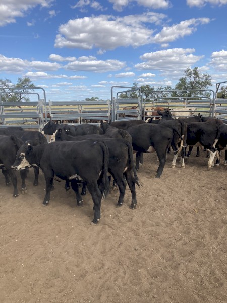 24 Black Baldy Heifers