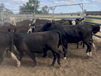 24 Black Baldy Heifers