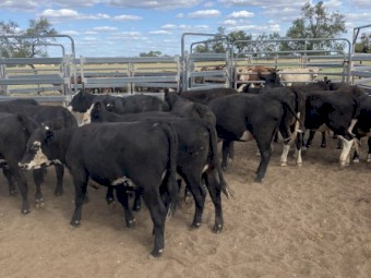 24 Black Baldy Heifers