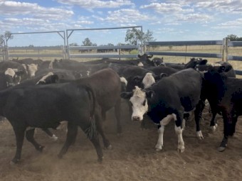 24 Black Baldy Heifers