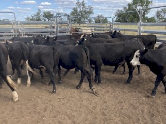 24 Black Baldy Heifers
