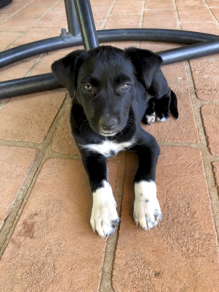 Kelpie/collie female 