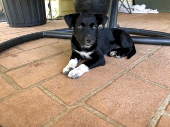 Kelpie/collie female 