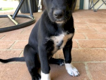 Kelpie/collie female 
