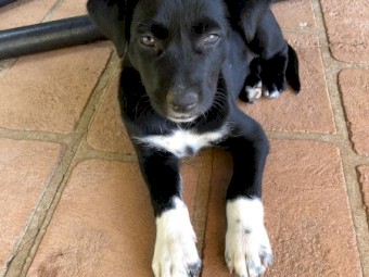 Kelpie/collie female 
