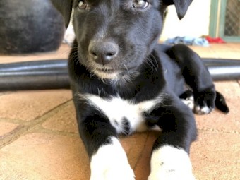 Kelpie/collie female 