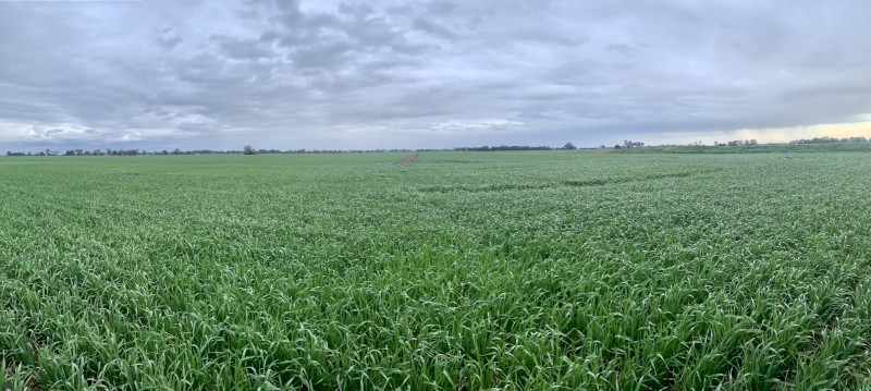 Bannister Oats - Milling 1