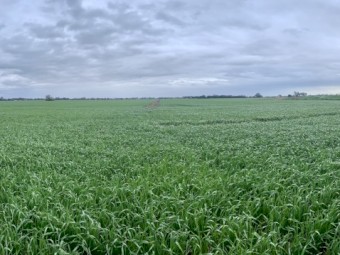 Bannister Oats - Milling 1