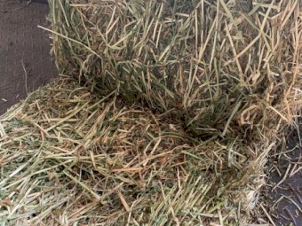 25/75 Lucerne and Pasture Small Squares 