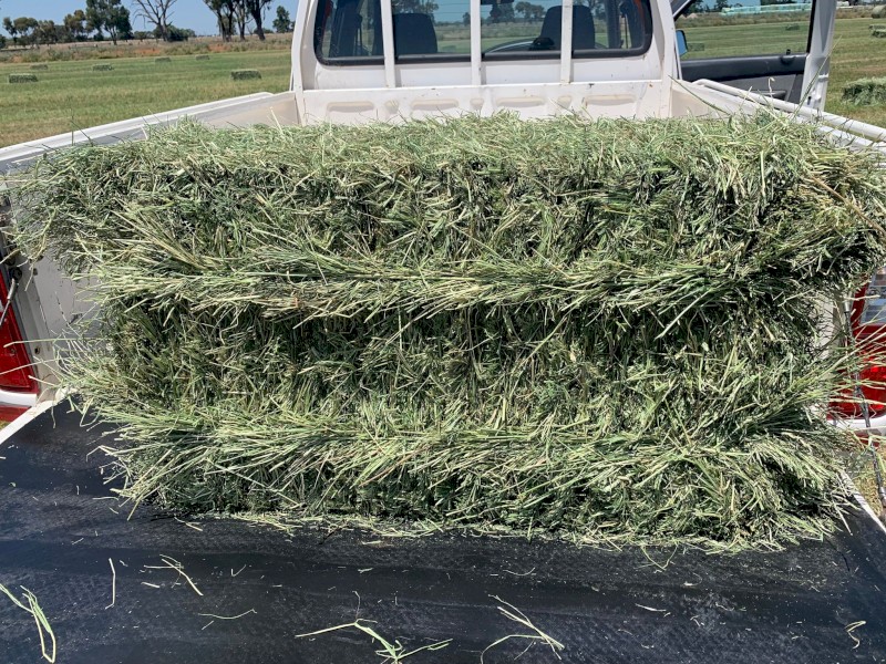 Italian Ryegrass Small Squares