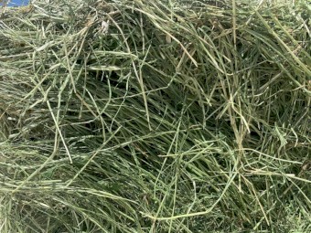 Italian Ryegrass Small Squares