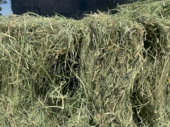 Italian Ryegrass Small Squares